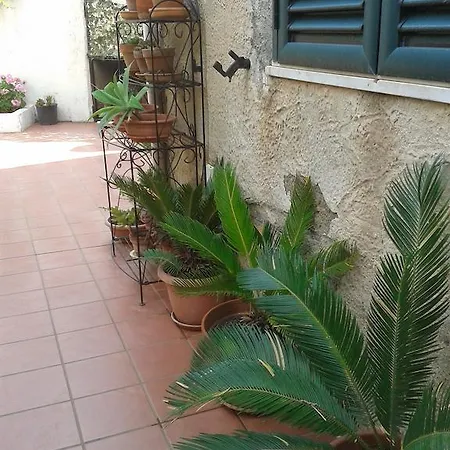 Acajou Pellaro